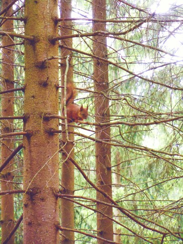 Seurasaari squirrel.jpg