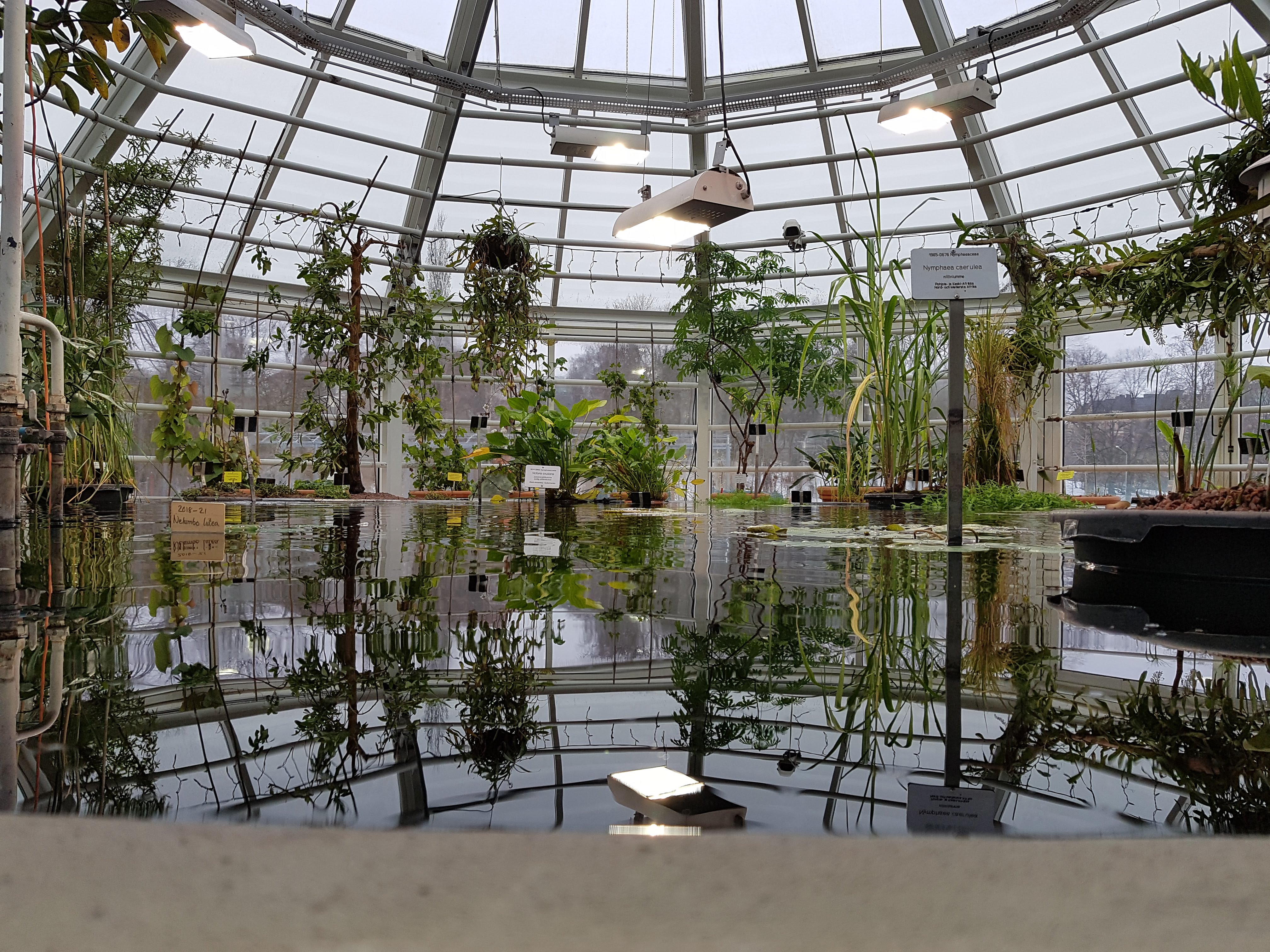 Kaisaniemi Botanic Garden (13)