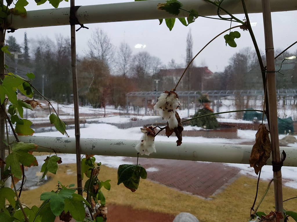 The Kaisaniemi Botanic&nbsp;Garden