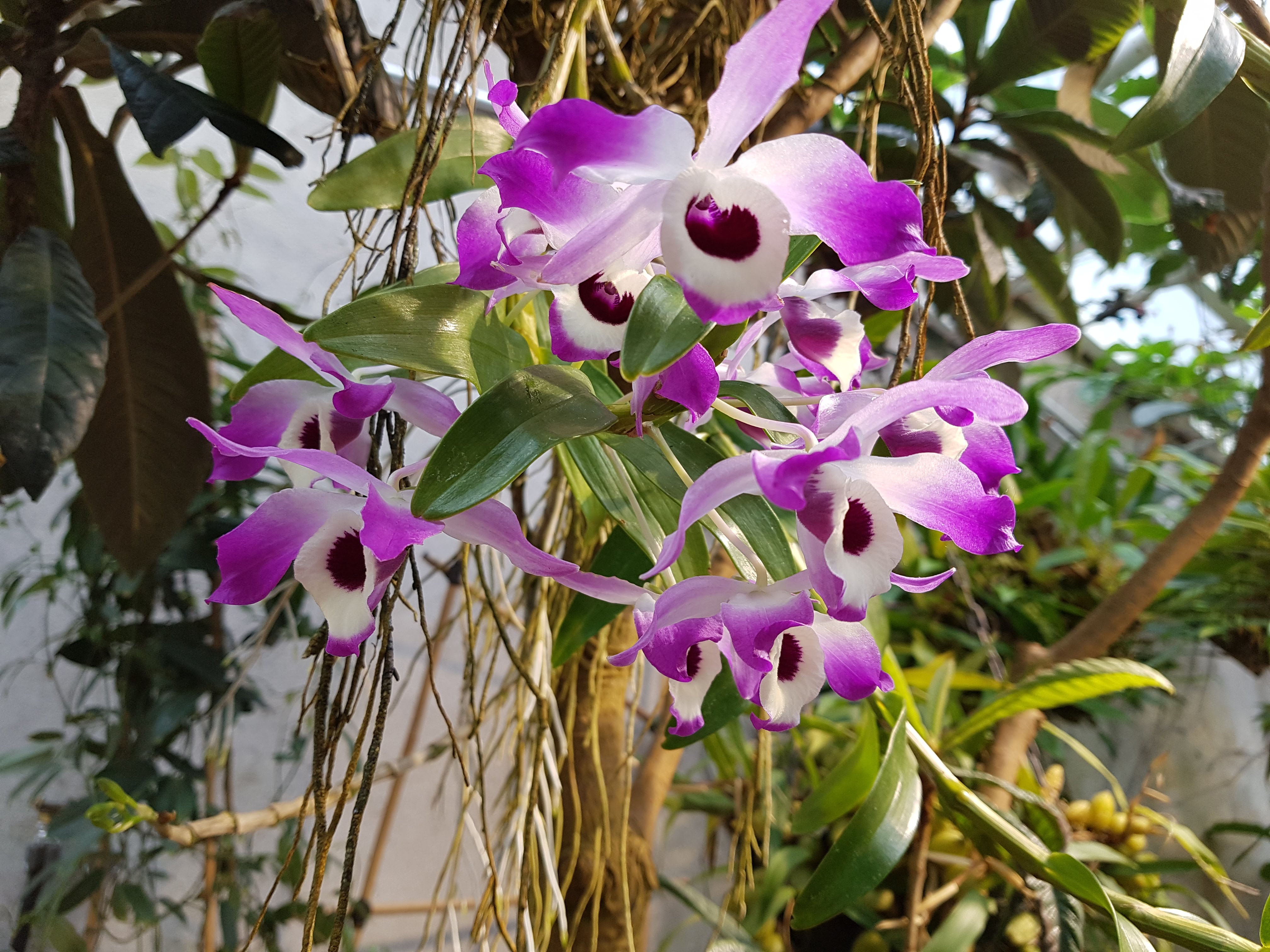 Kaisaniemi Botanic Garden (16)