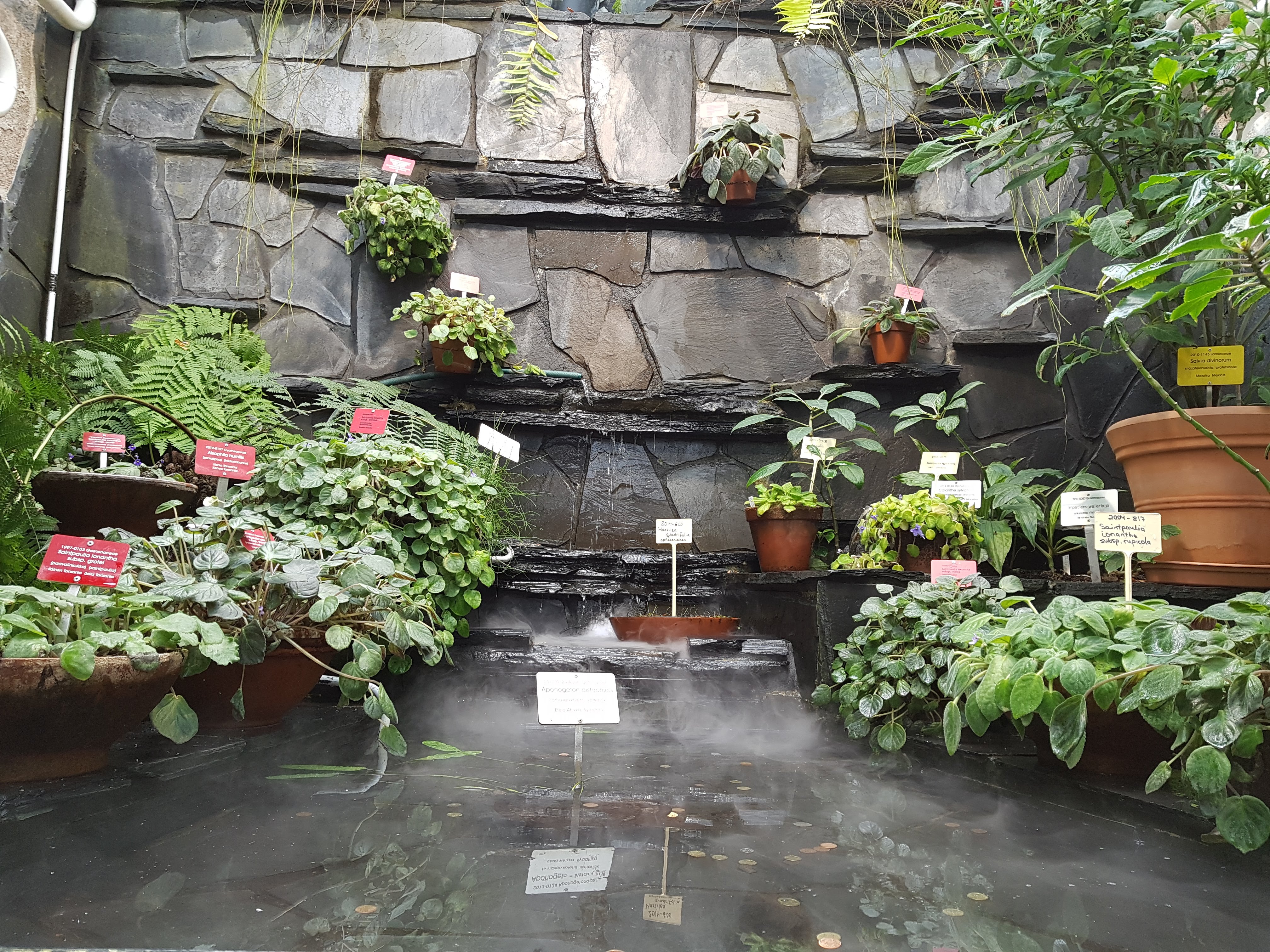 Kaisaniemi Botanic Garden (3)