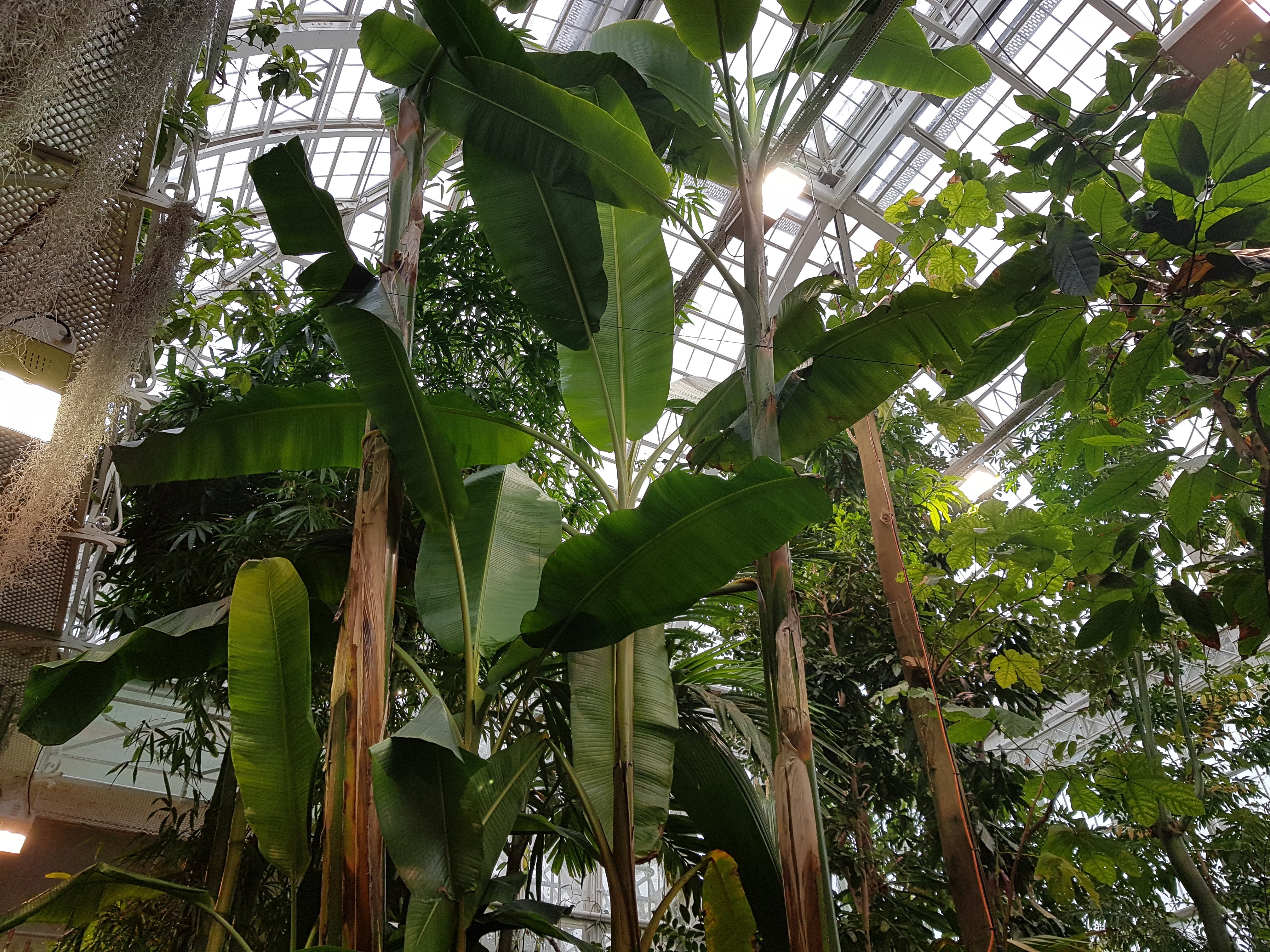 Kaisaniemi Botanic Garden (4)