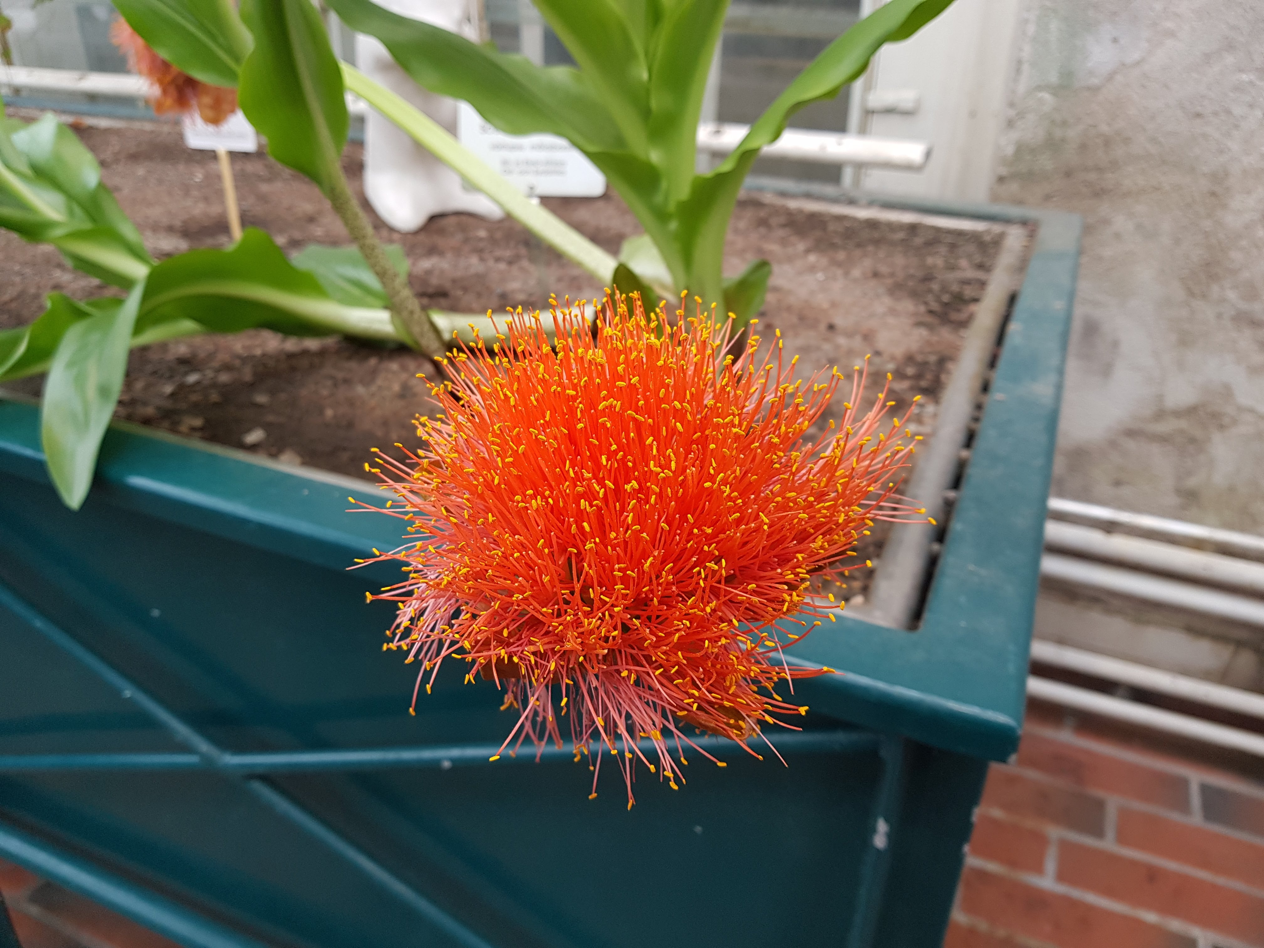 Kaisaniemi Botanic Garden (6)