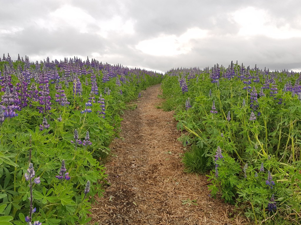 Knitting Astrid: Week 2 +&nbsp;3