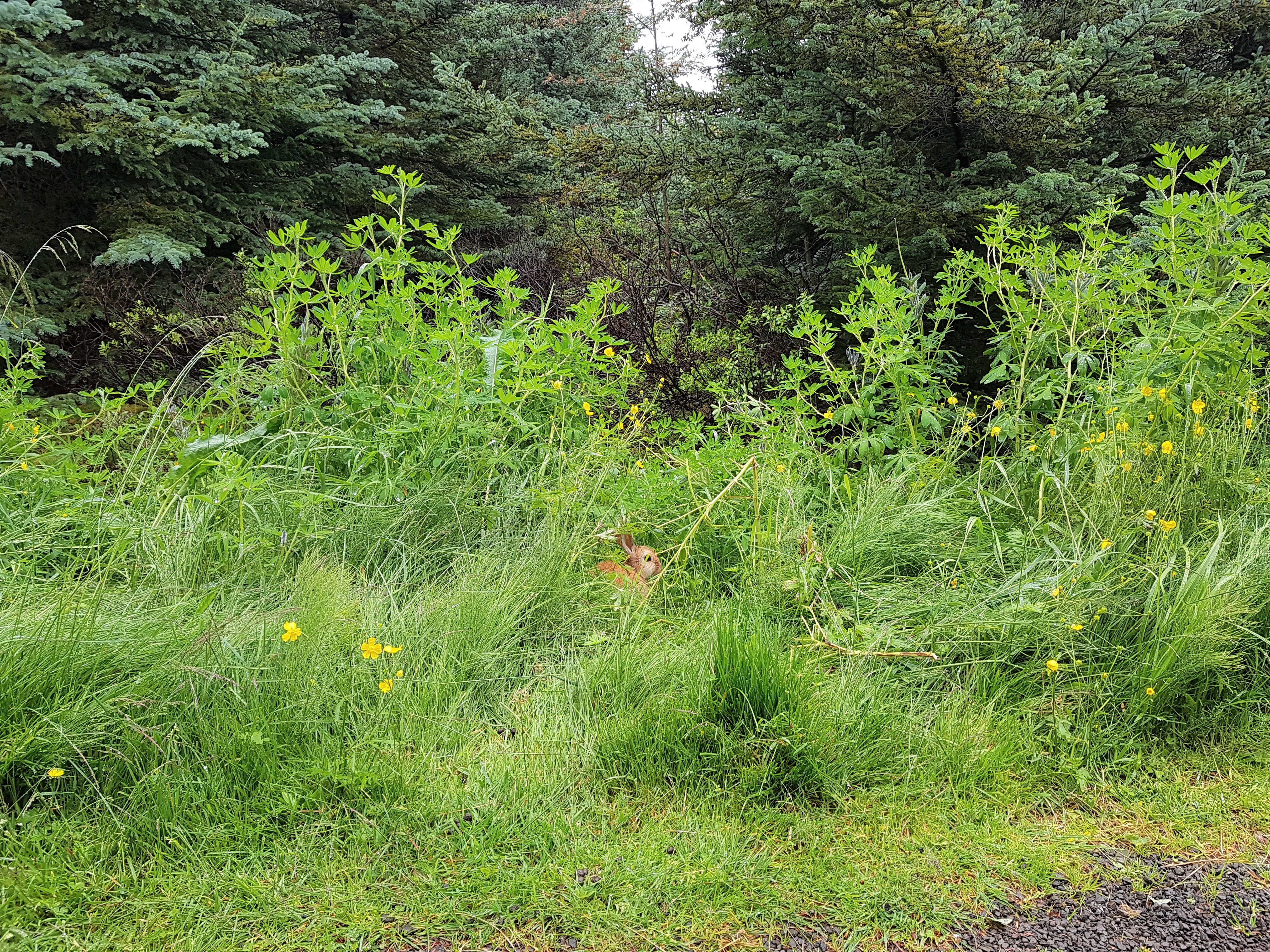 Icelandic rabbit bunny