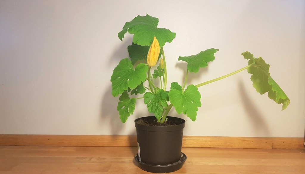 Indoor Garden Update&nbsp;#2